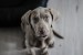 weimaraner-1381186_1280